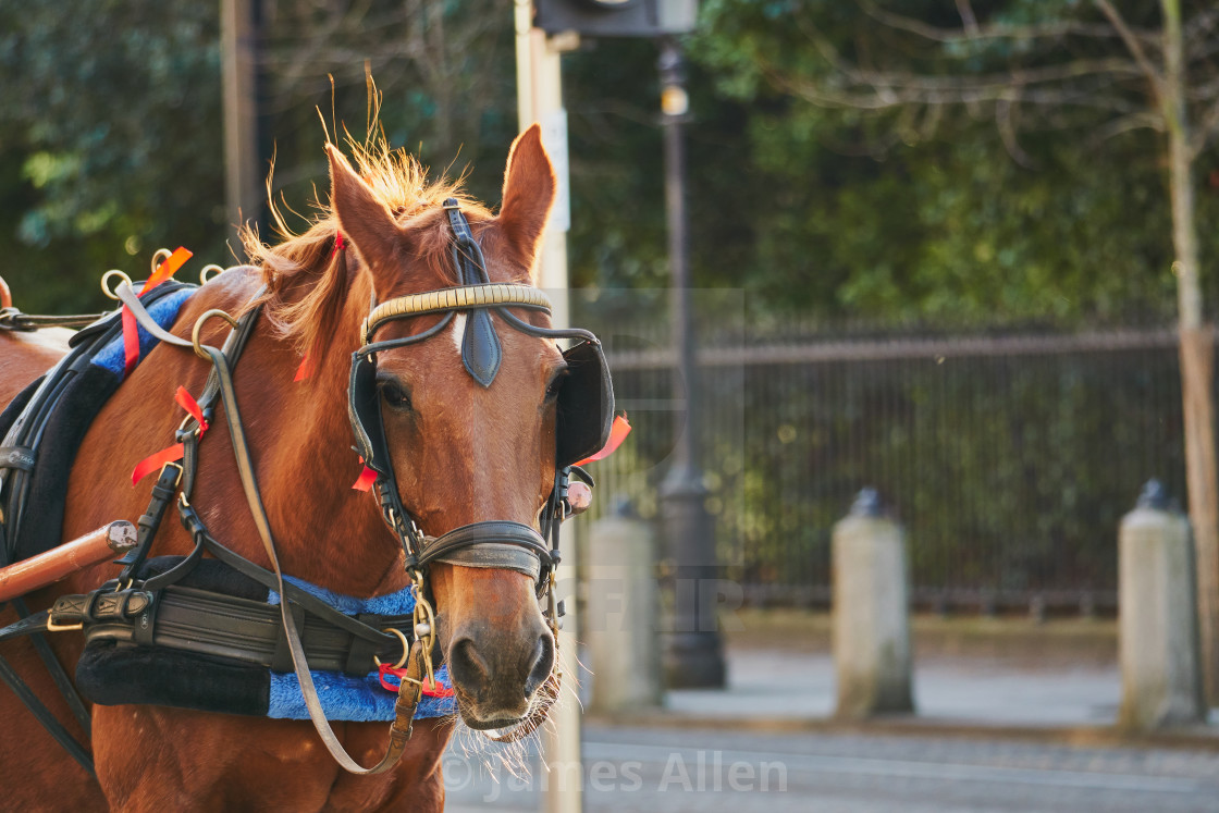 "Horse in the city." stock image