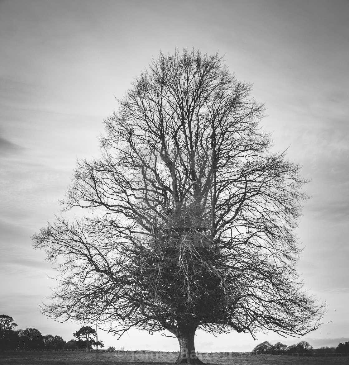 "A lone tree." stock image