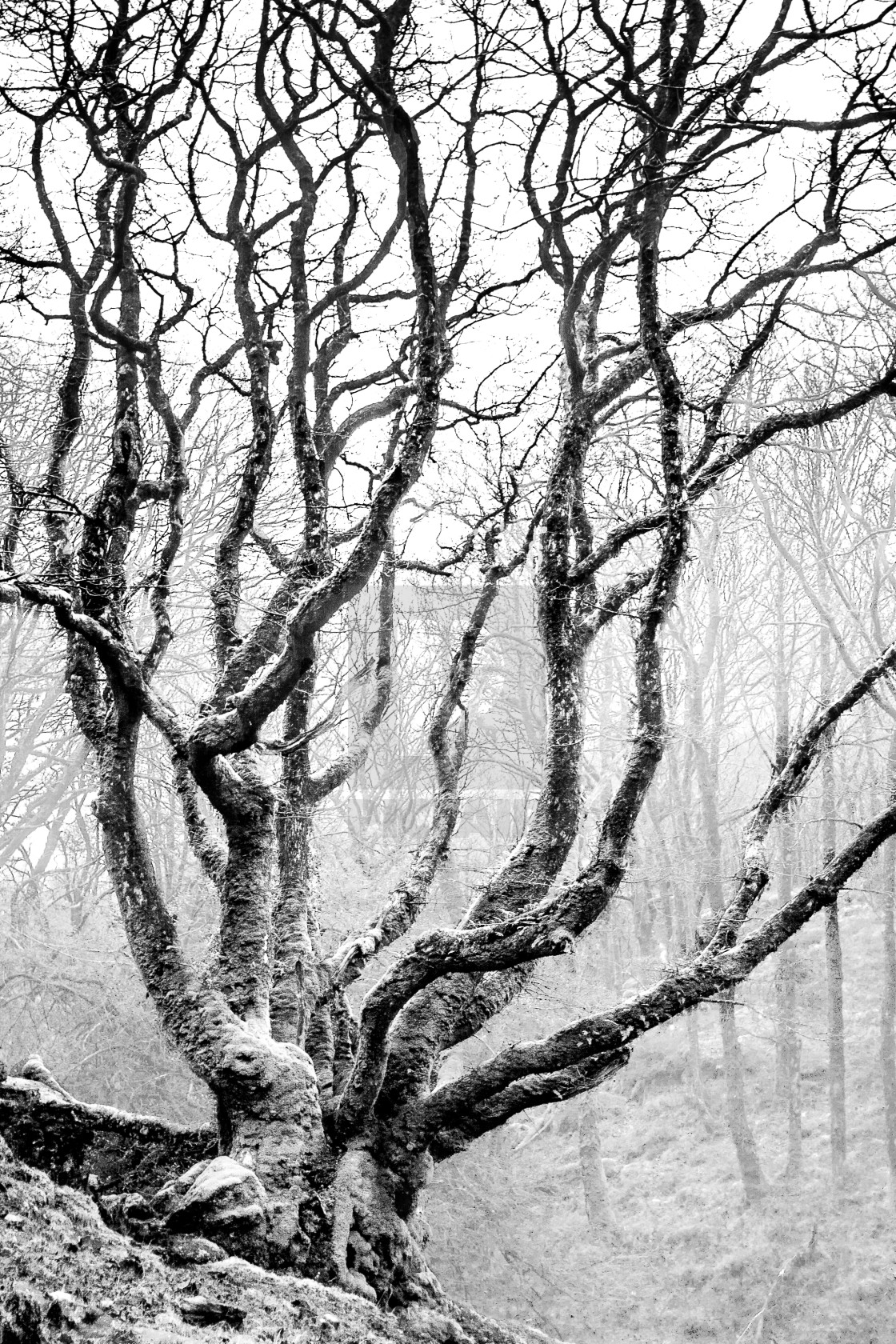 "A tree with character" stock image