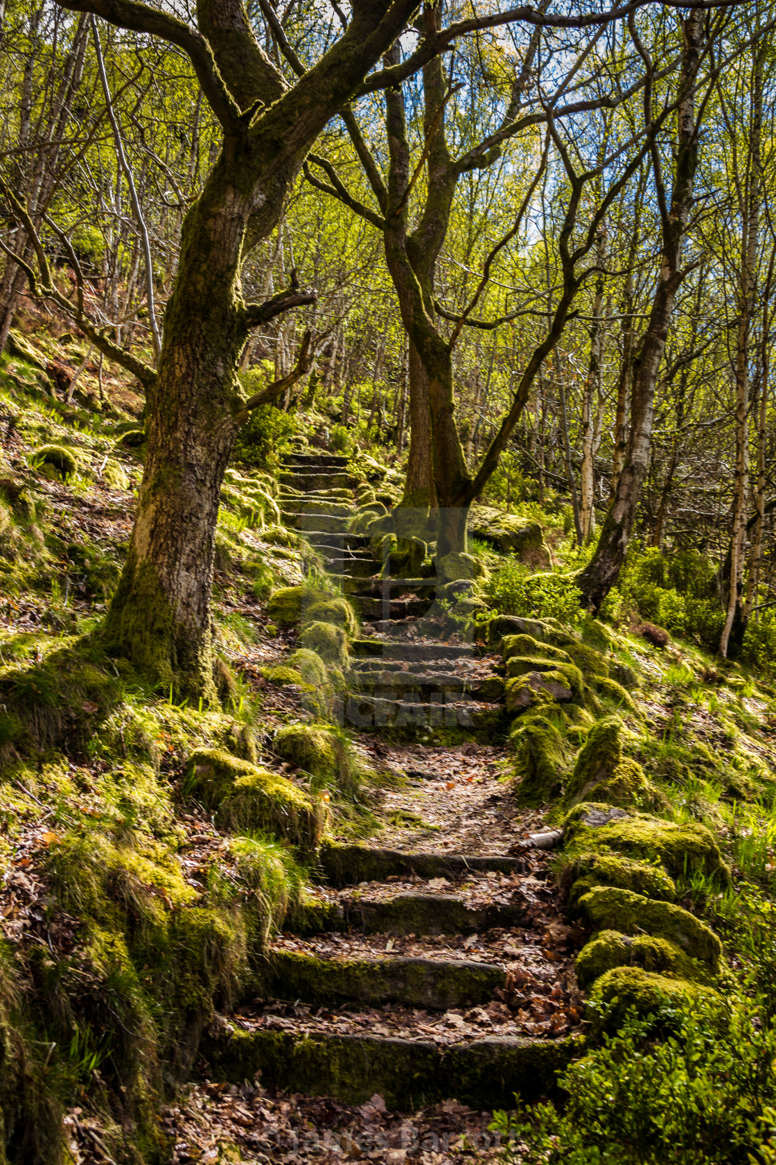 "Ancient steps in Eaves Wood" stock image