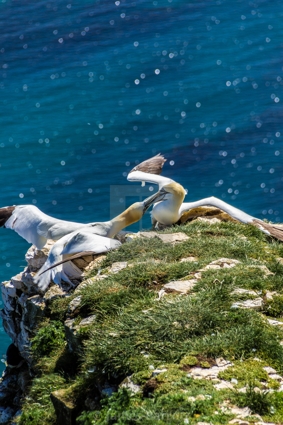 "Gannets feeding." stock image