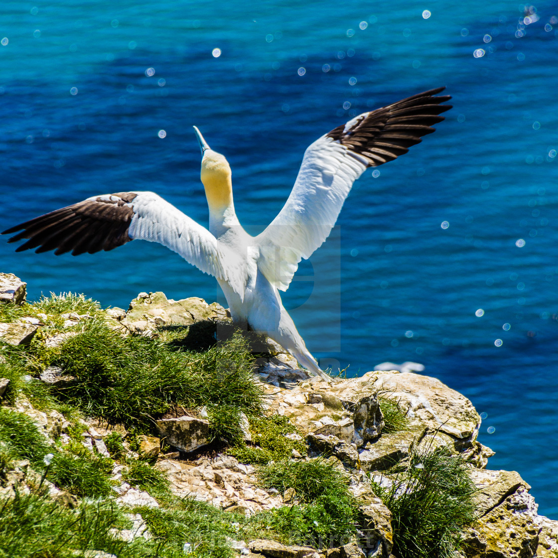 "A gannet stretches his wings." stock image