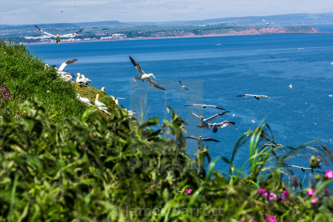 "Gannets coming in to land." stock image