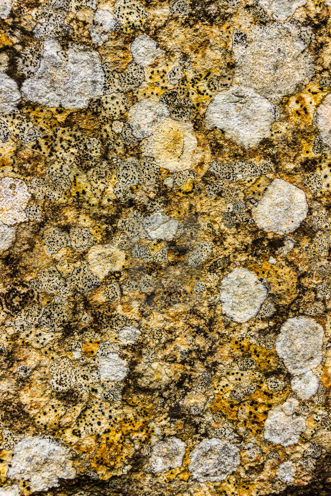 "Lichens on the quarry wall" stock image