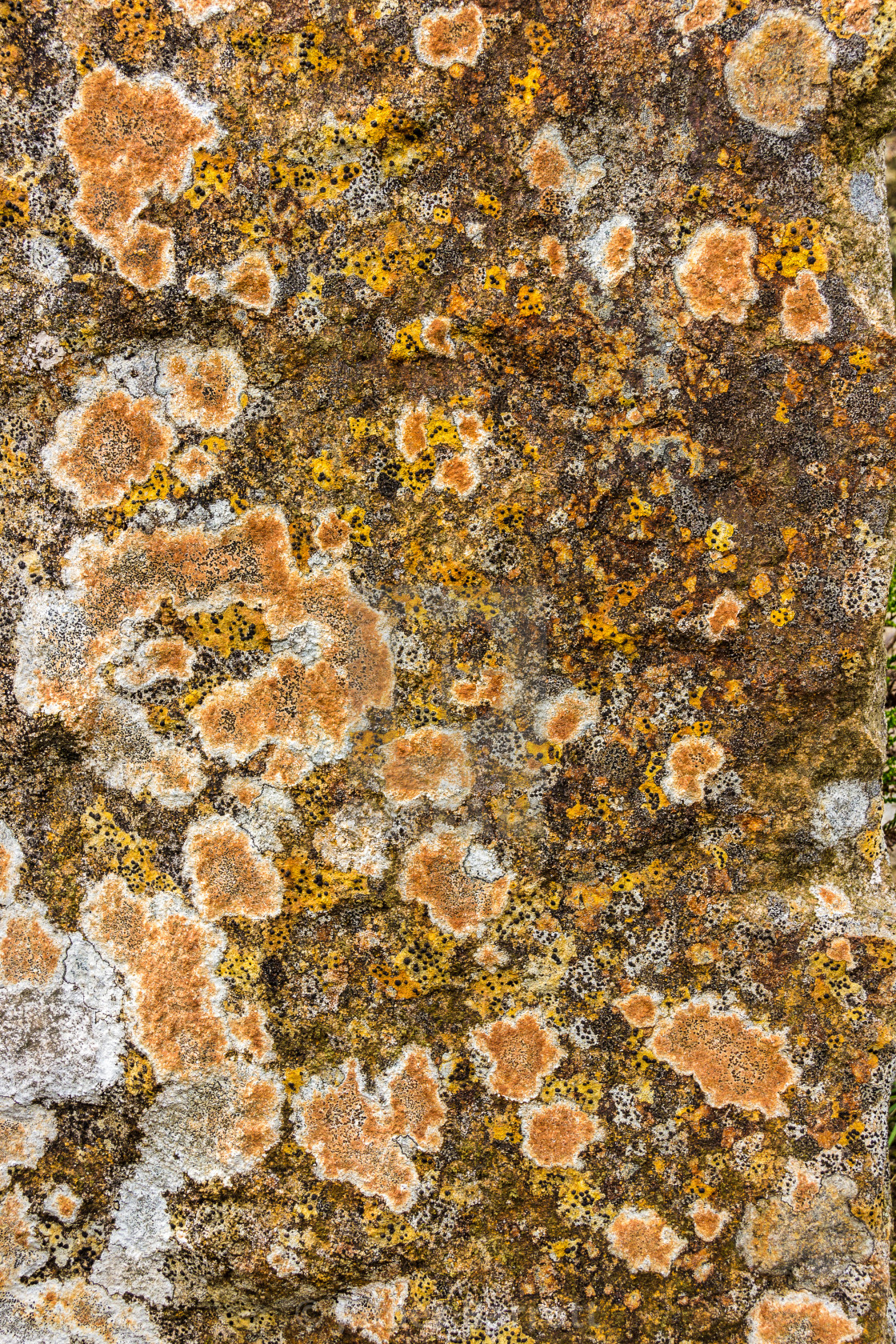 "Lichens on the quarry wall" stock image