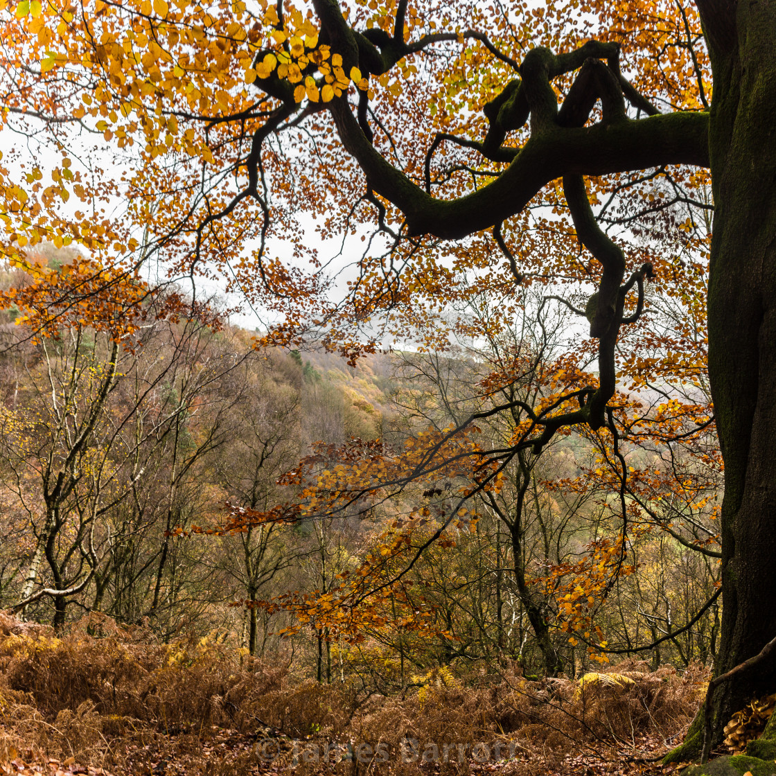 "Woodland in Autumn" stock image