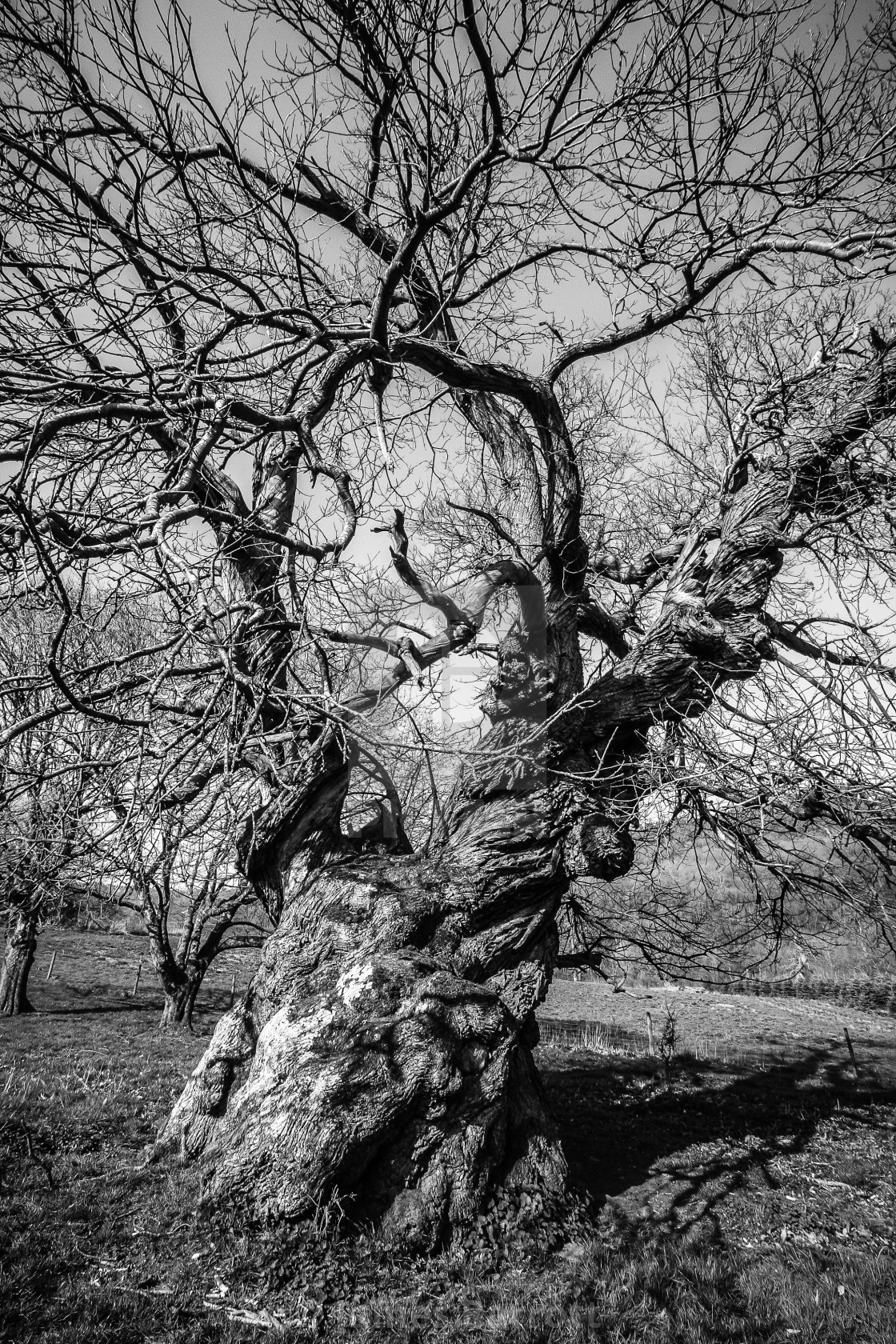 "A very old wizened tree" stock image