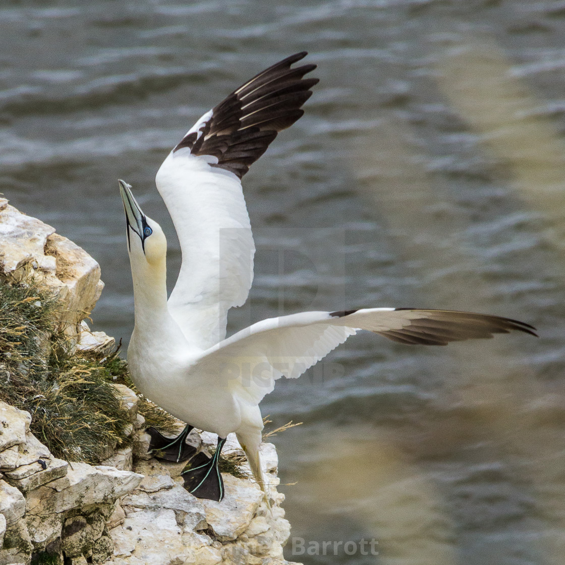 "Gannet at Bempton Cliffs RSPB site" stock image