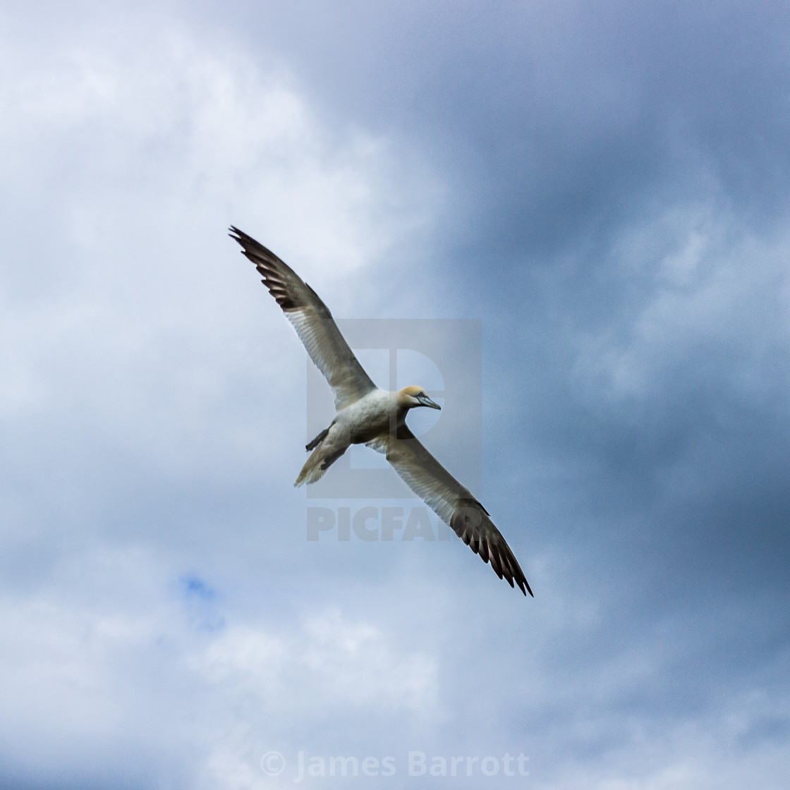 "Gannet in flight" stock image