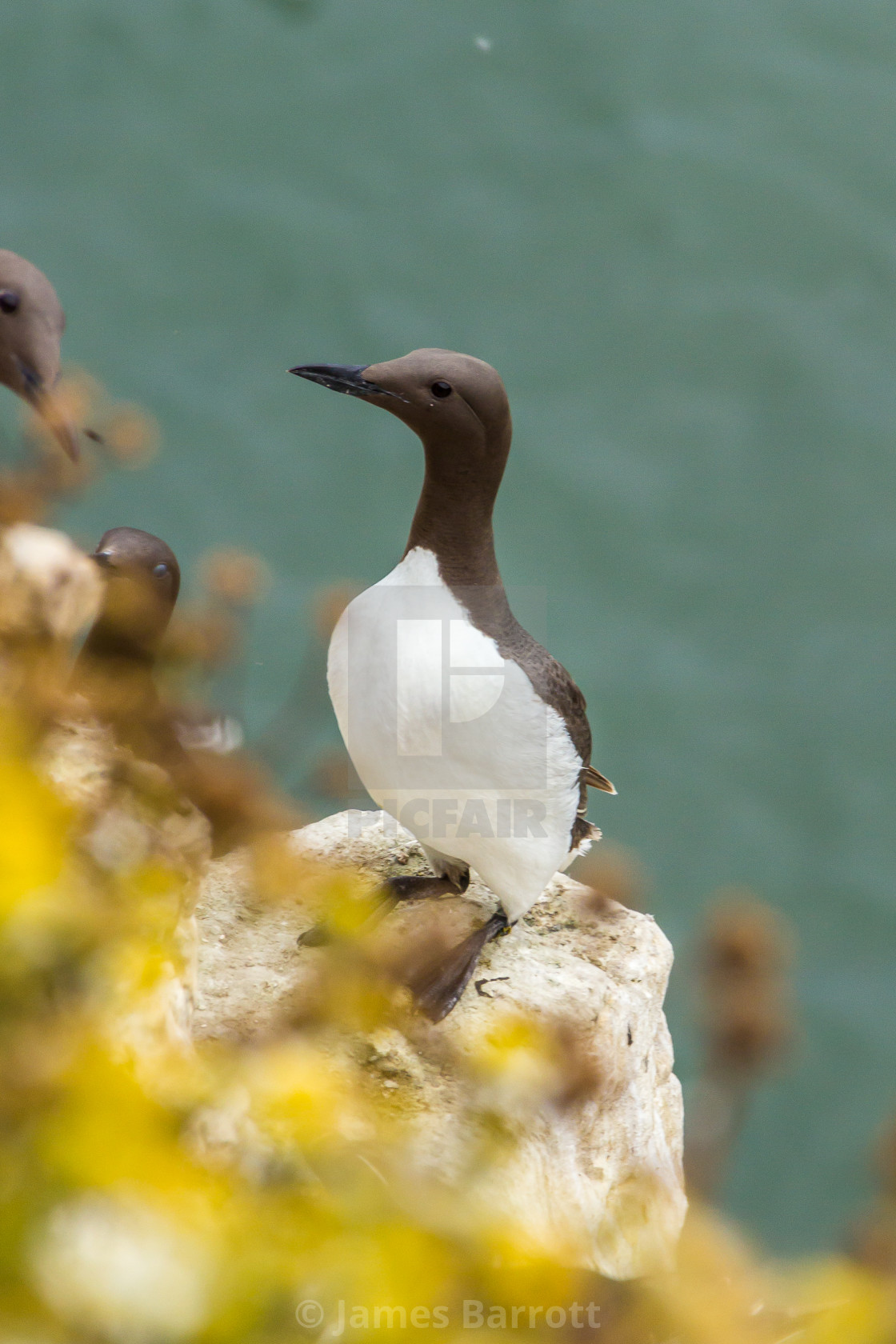 "A Common Guillemot" stock image