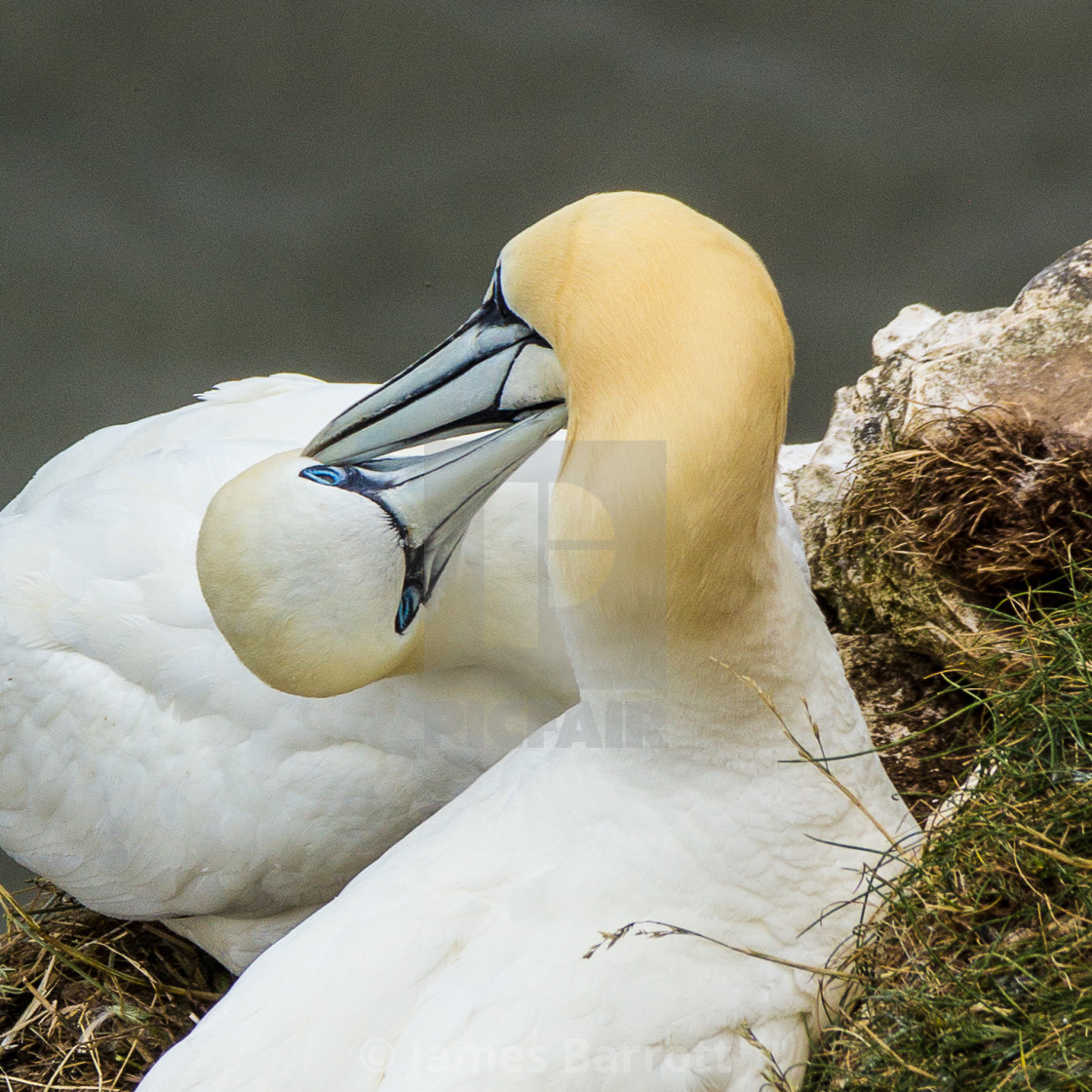 "Necking gannets" stock image