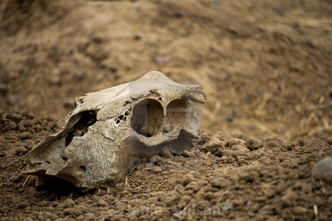 Dried Animal Skull on Dirt (Shallow DOF) - License, download or print for £ | Photos | Picfair Dried Animal Skull on Dirt (Shallow DOF) - License, download or print for £ | Photos | Picfair