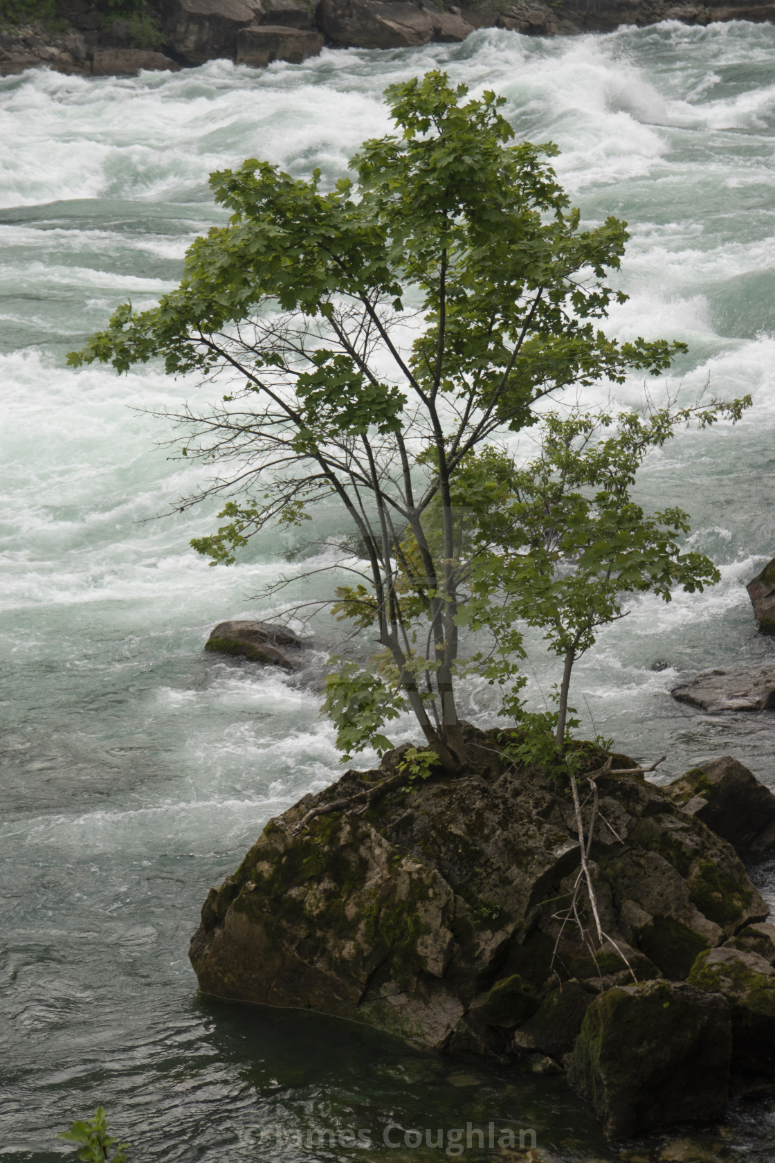 "Tree on rock" by James Coughlan - $15.42 "Tree on rock" stock image