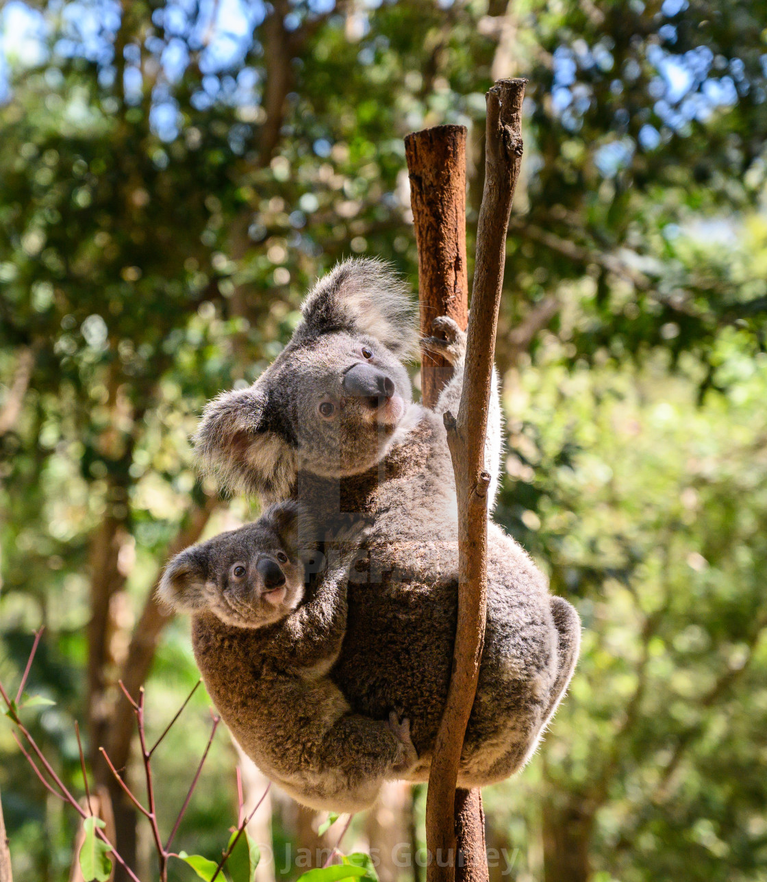 "Koalas" stock image