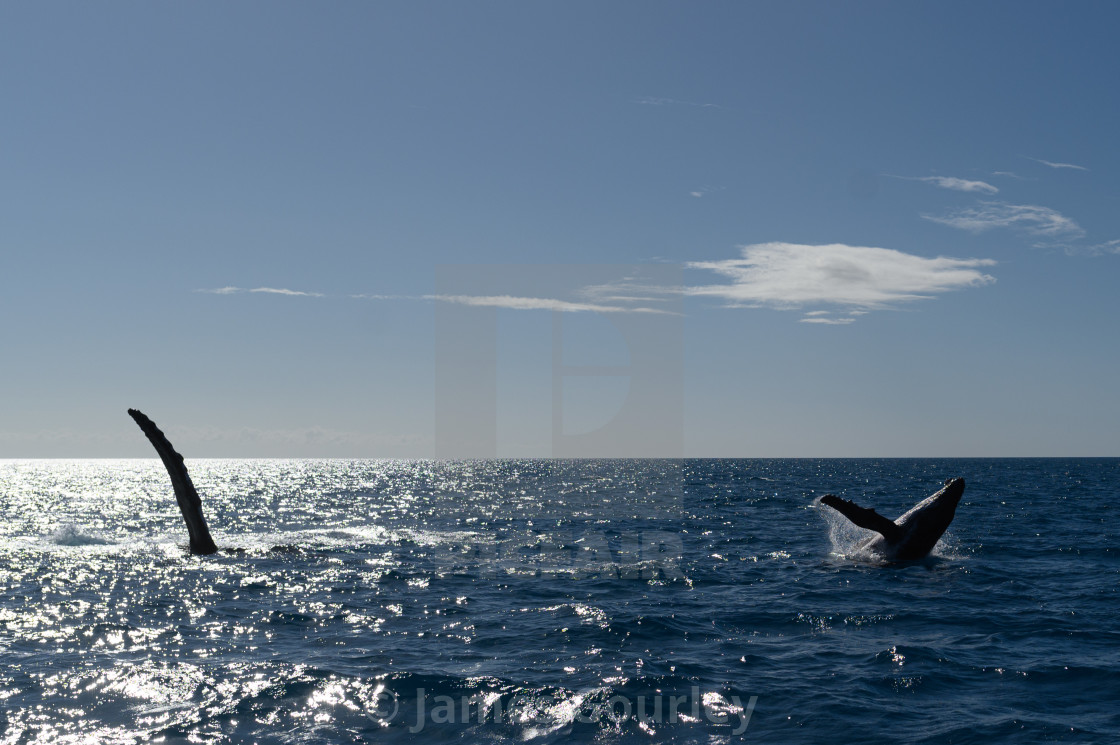 "Whalewatching" stock image