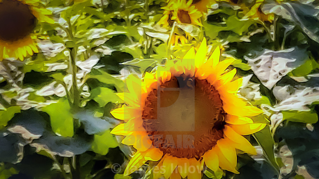 "Sunflower and bees" by James Inlow - $14.91 "Sunflower and bees" stock image