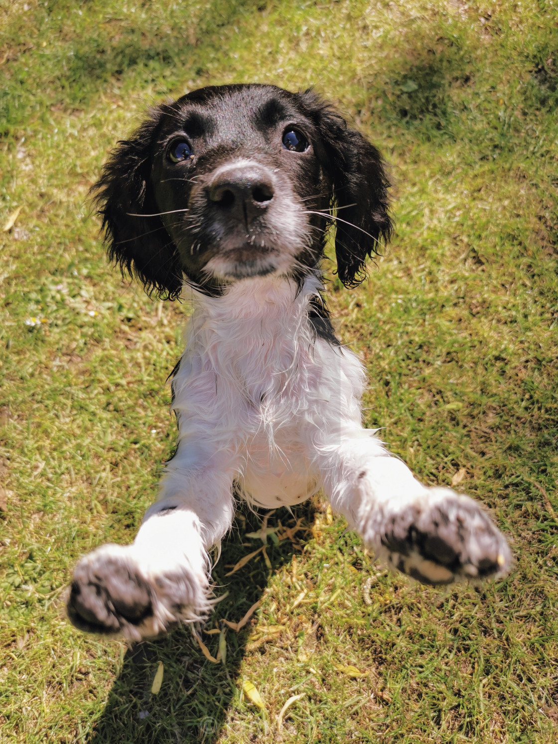 "Cocker Spaniel puppy jumping up" stock image