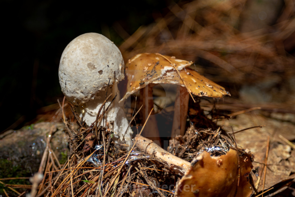 "Mushrooms along a hiking trail" stock image