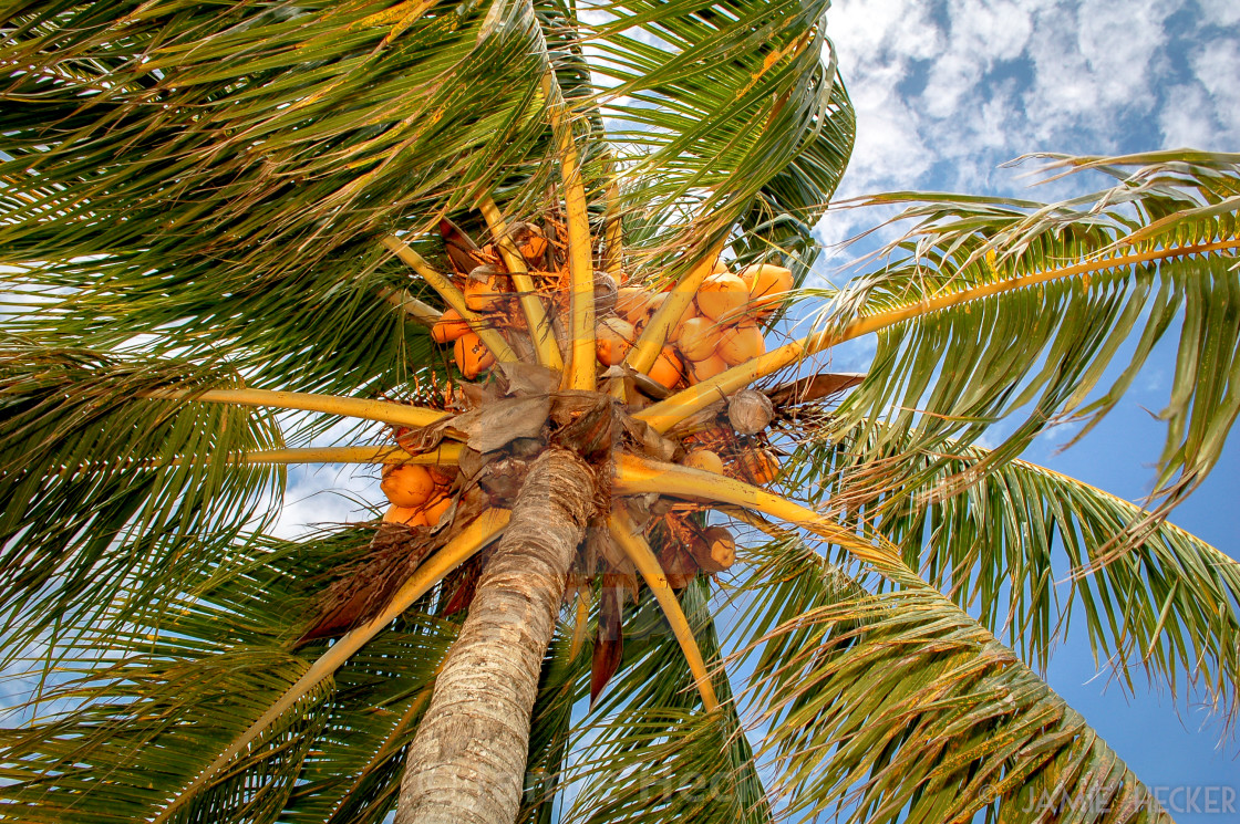 "Sunny palm tree" stock image