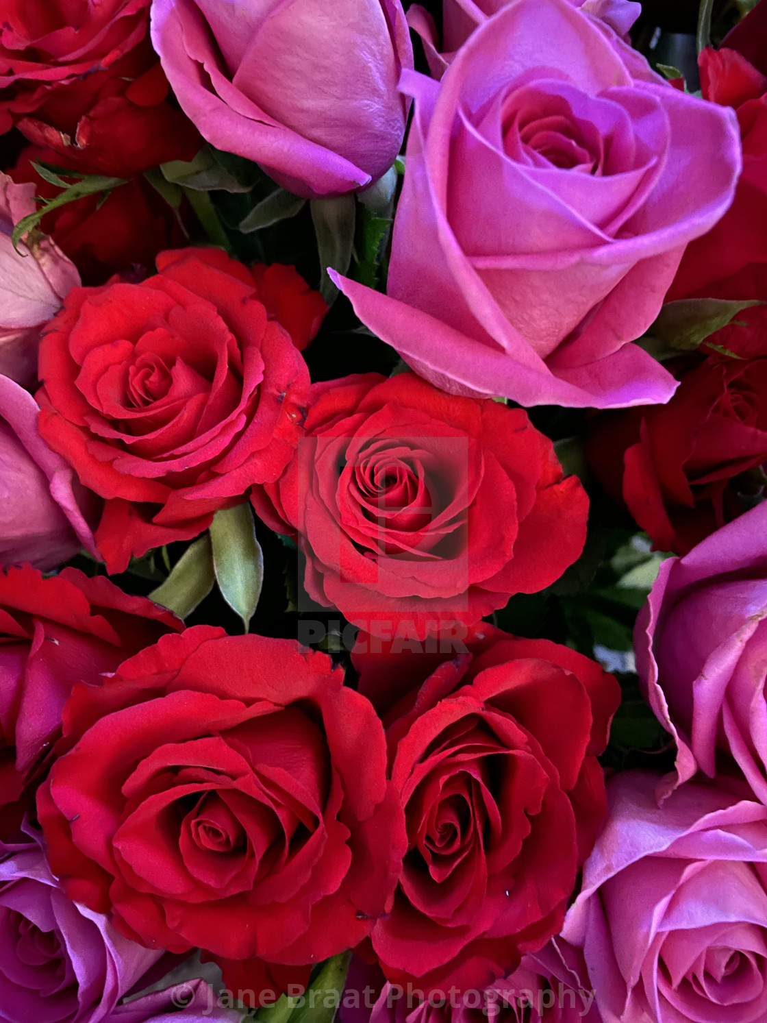 "Red and Pink Roses" stock image