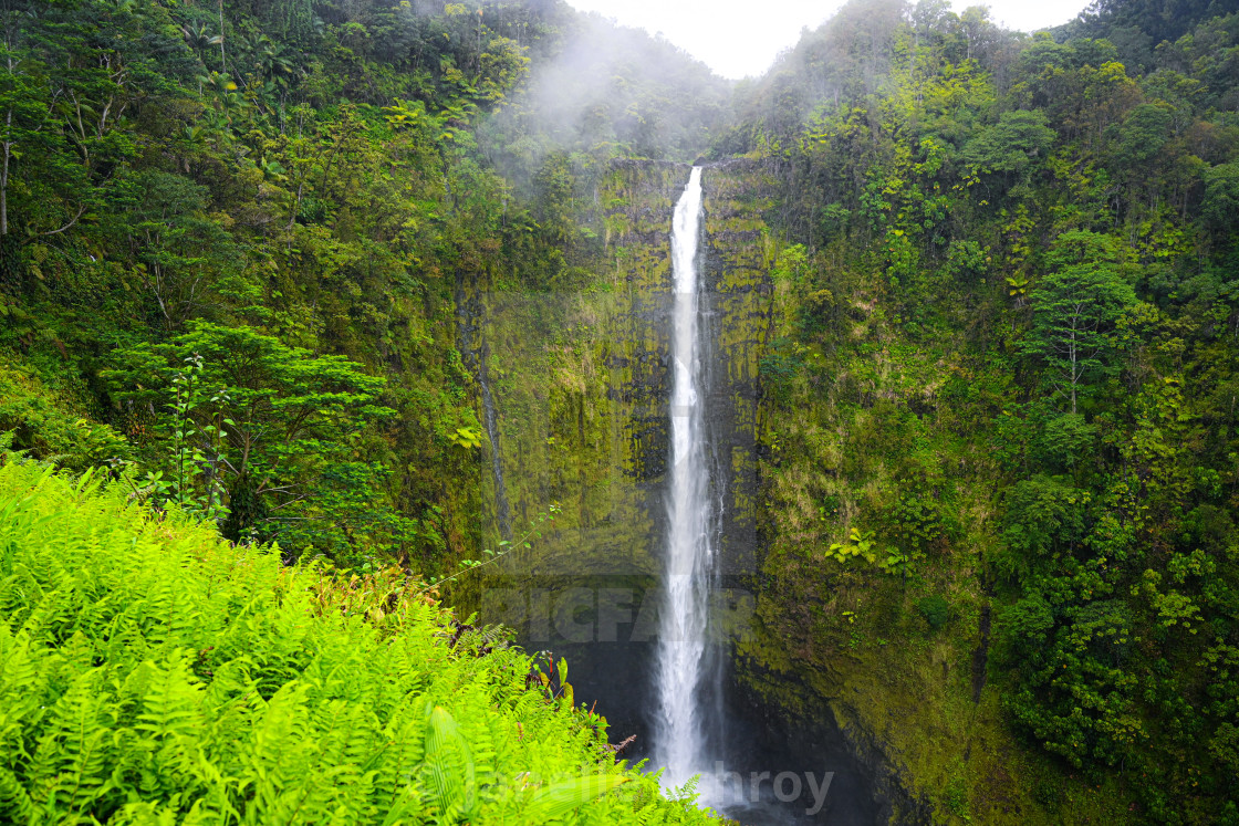 "Akaka Falls in Hawaii" by Janelle Schroy - $15.44 "Akaka Falls in Hawaii" stock image