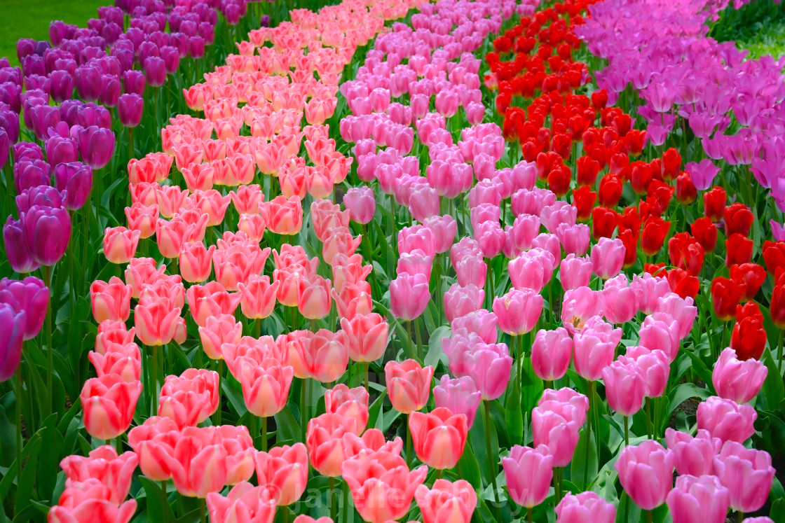 "Tulips of Holland" by Janelle Schroy - $15.44 "Tulips of Holland" stock image