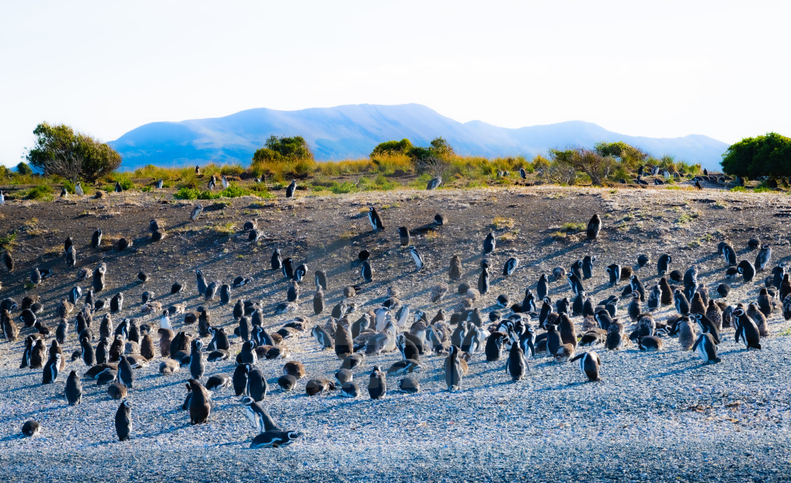 "Penguins at Play" by Janelle Schroy - $15.44 "Penguins at Play" stock image