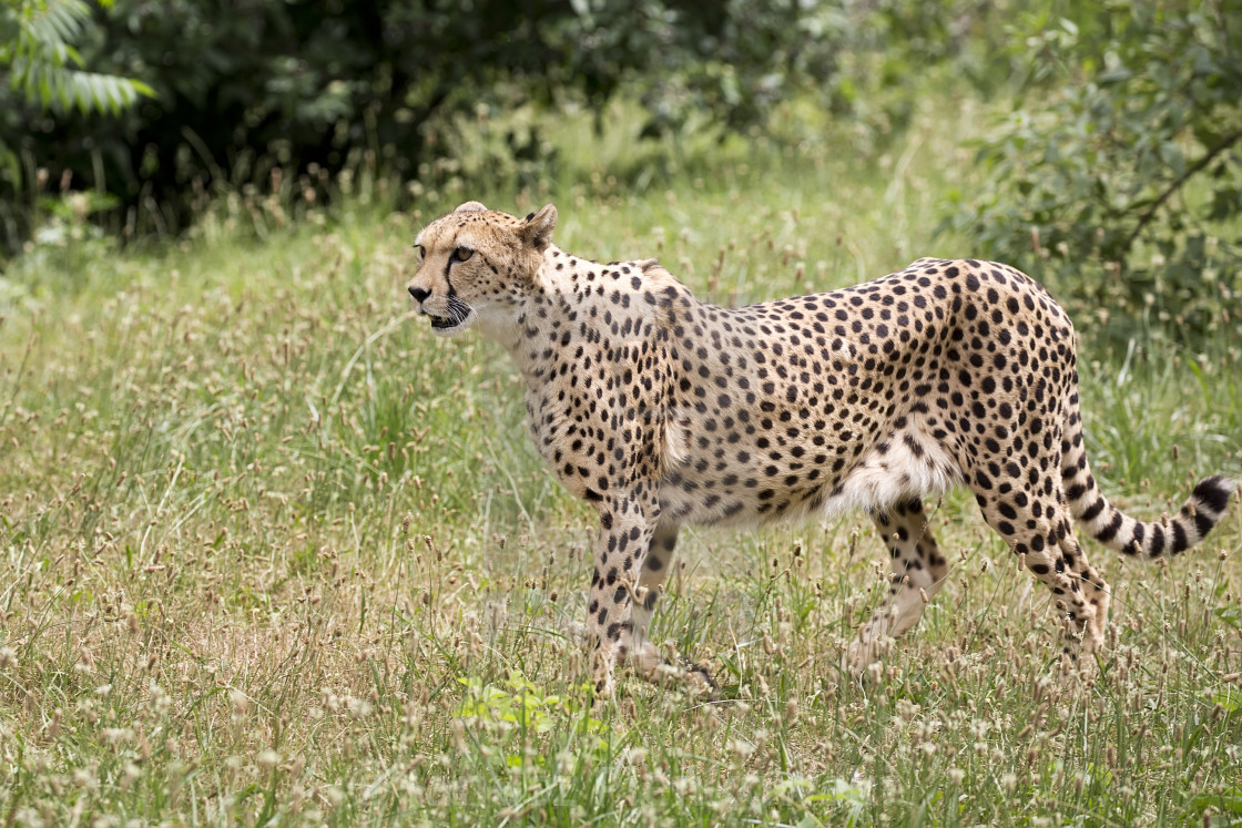 "Cheetah in a clearing" stock image