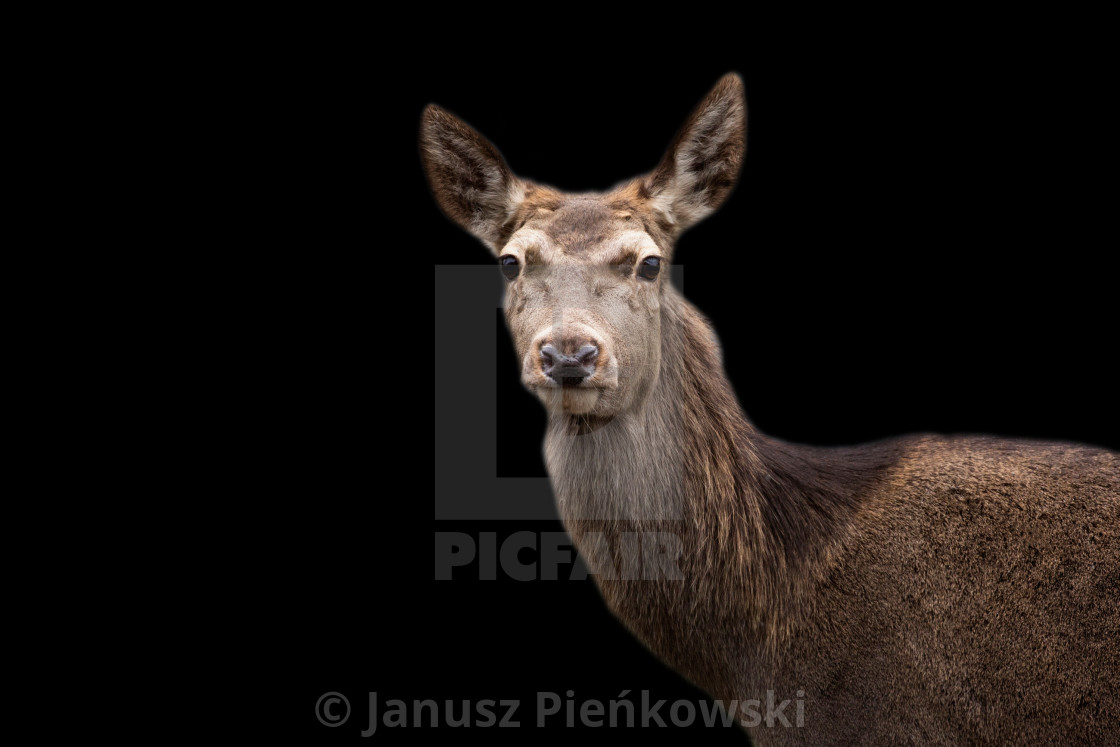 "Red deer a portrait" stock image