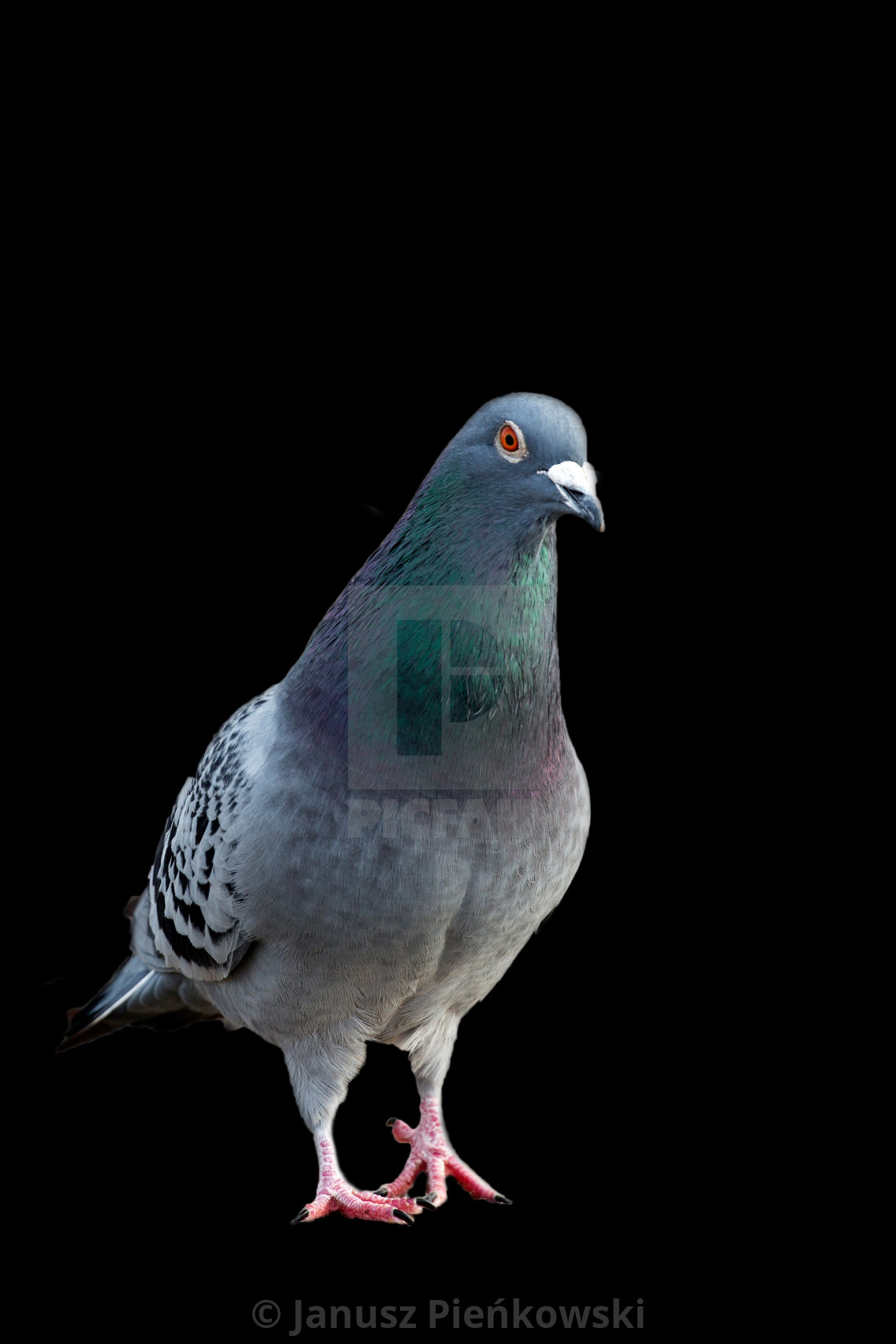 "Pigeon on a black background" stock image