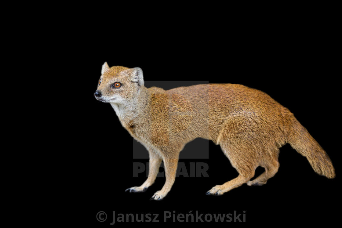 "Yellow mongoose on a black background" stock image