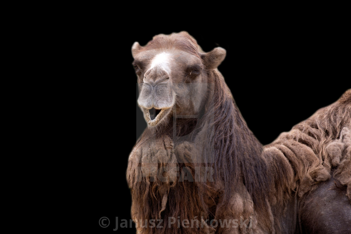 "Camel a portrait on a black background" stock image