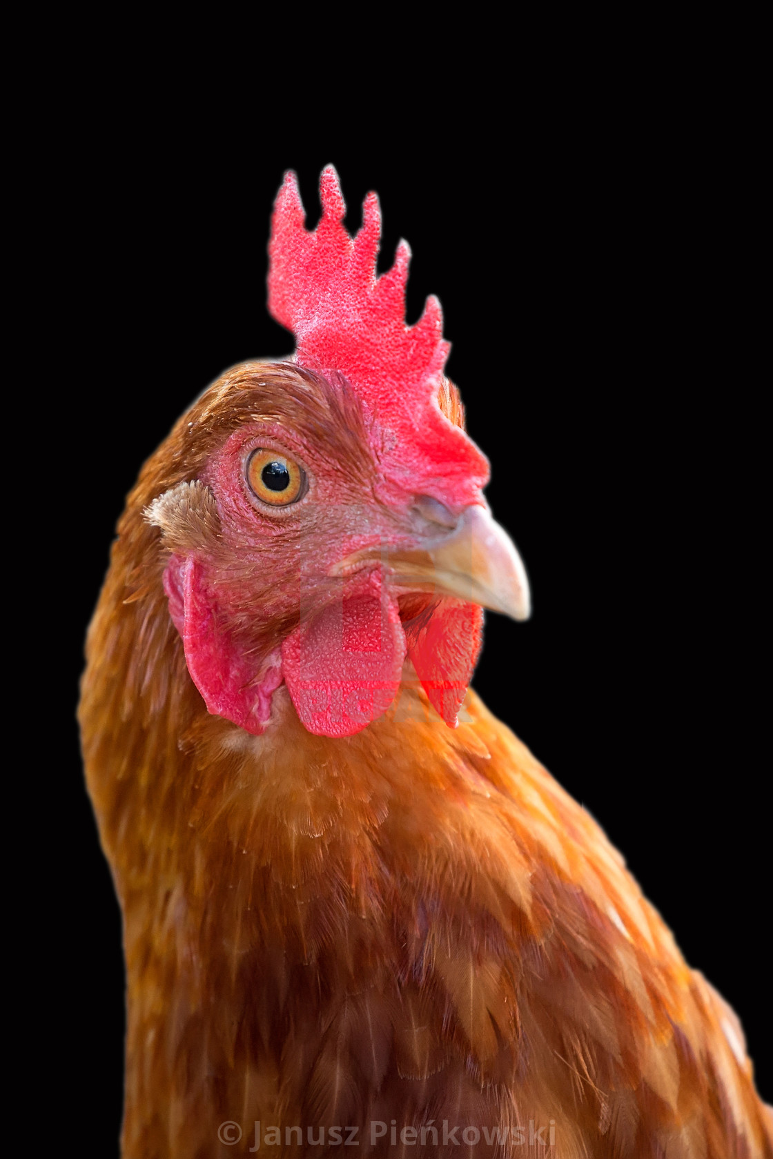 "Hen a portrait" stock image