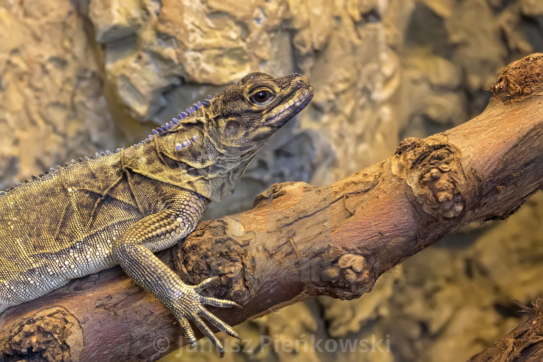 "Lizard on the wood" stock image