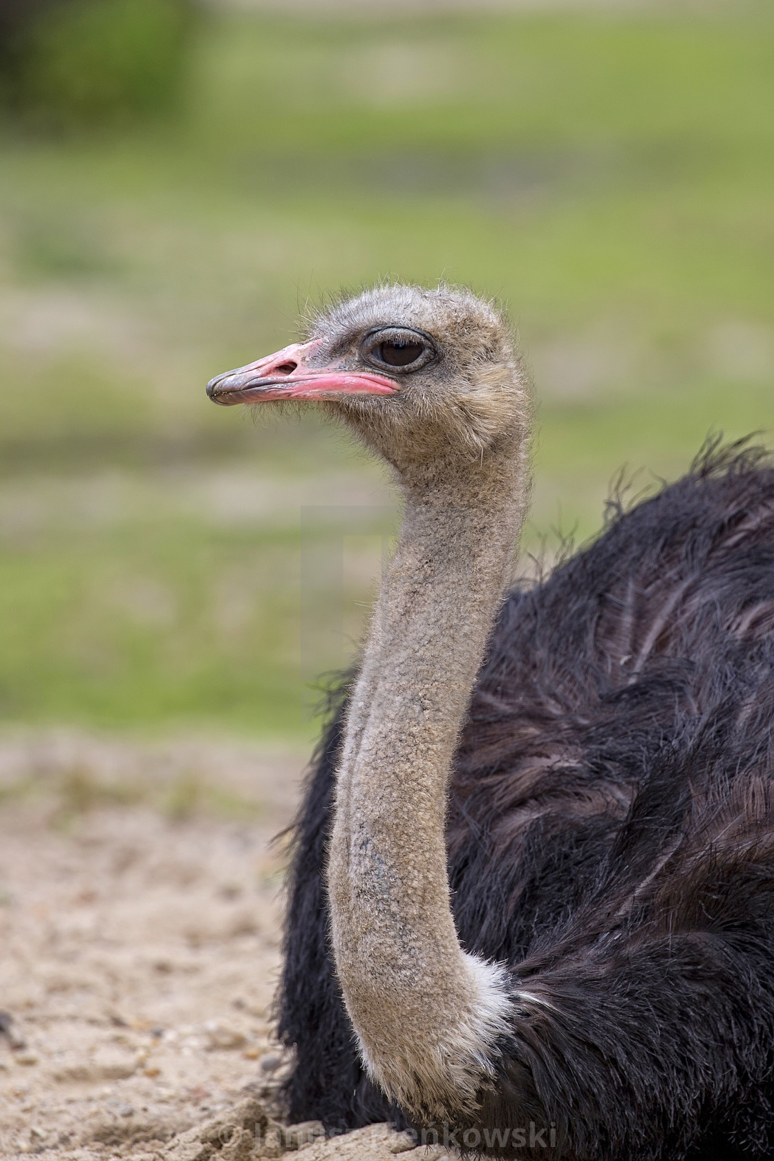 "Ostrich in the wild, a portrait" stock image