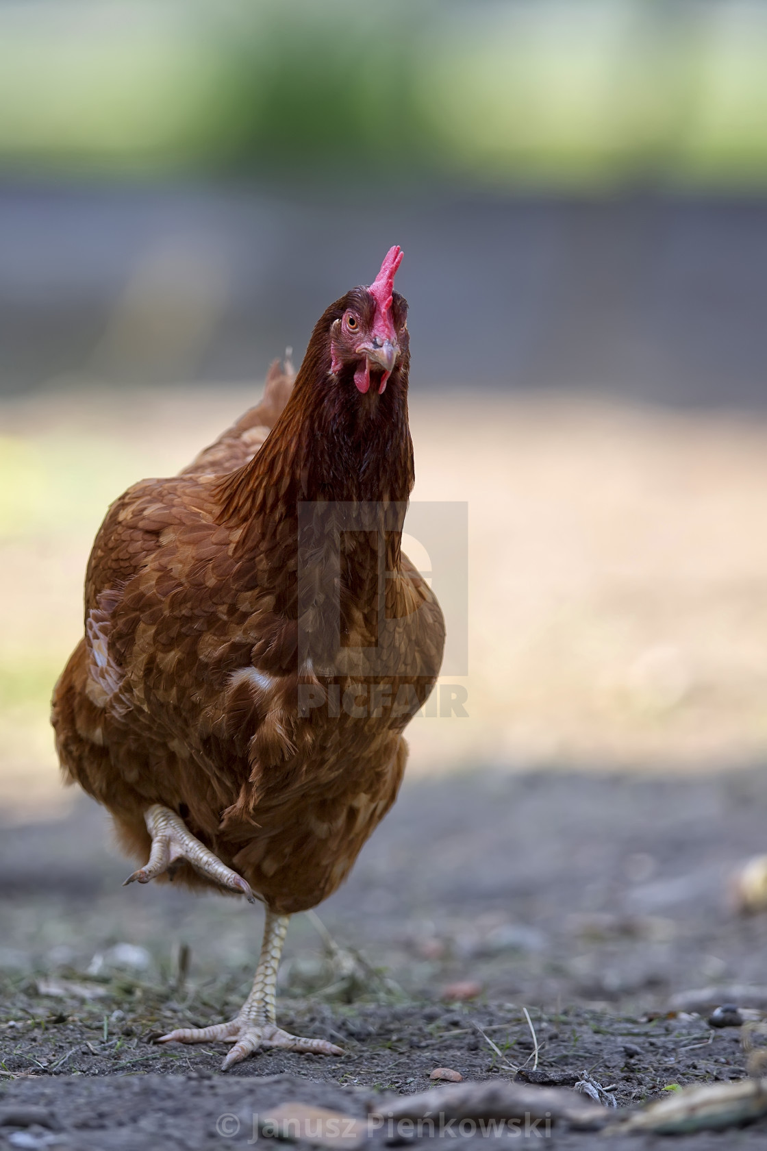 "Hen in the run" stock image