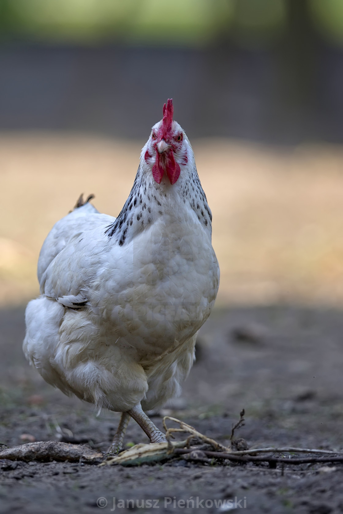 "Hen in the run" stock image