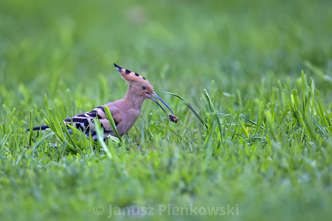 "Hoopoe in the wild with a worm" stock image