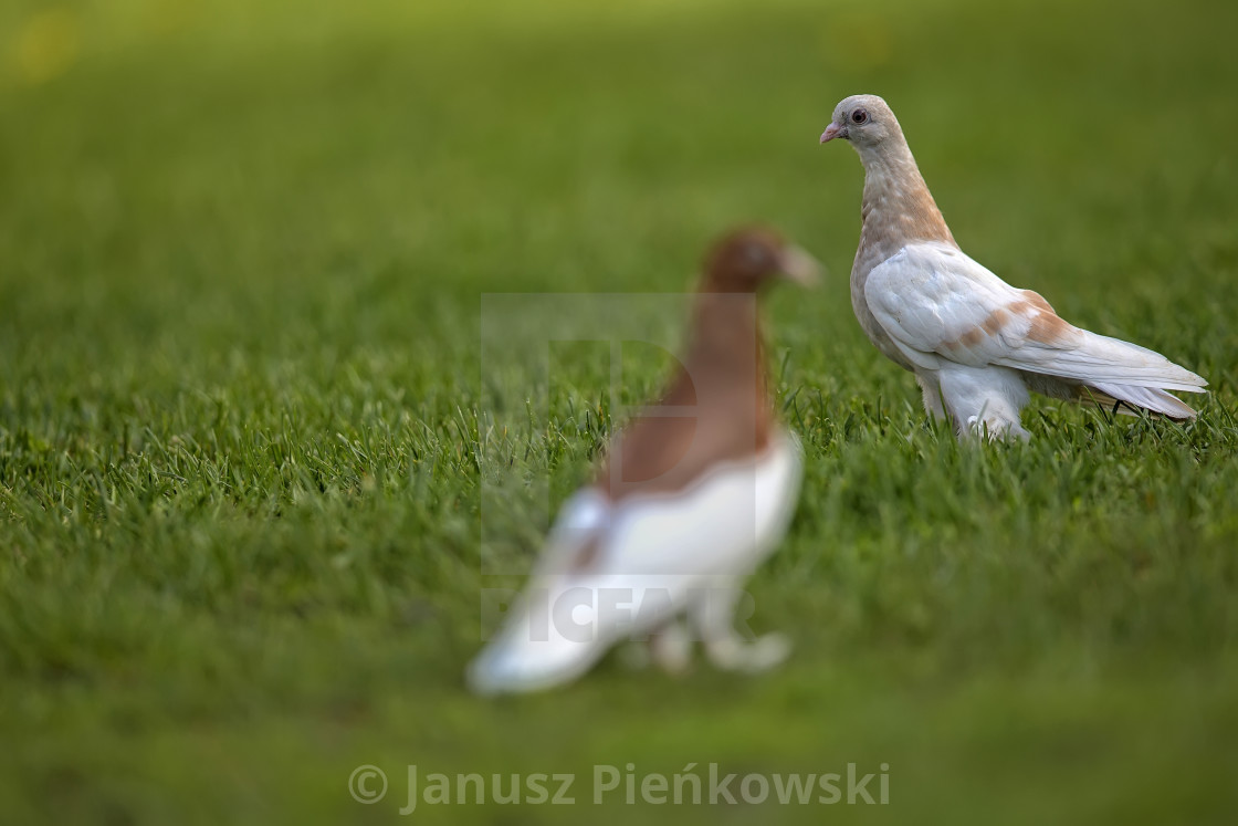 "Pigeons in a clearing in the wild" stock image