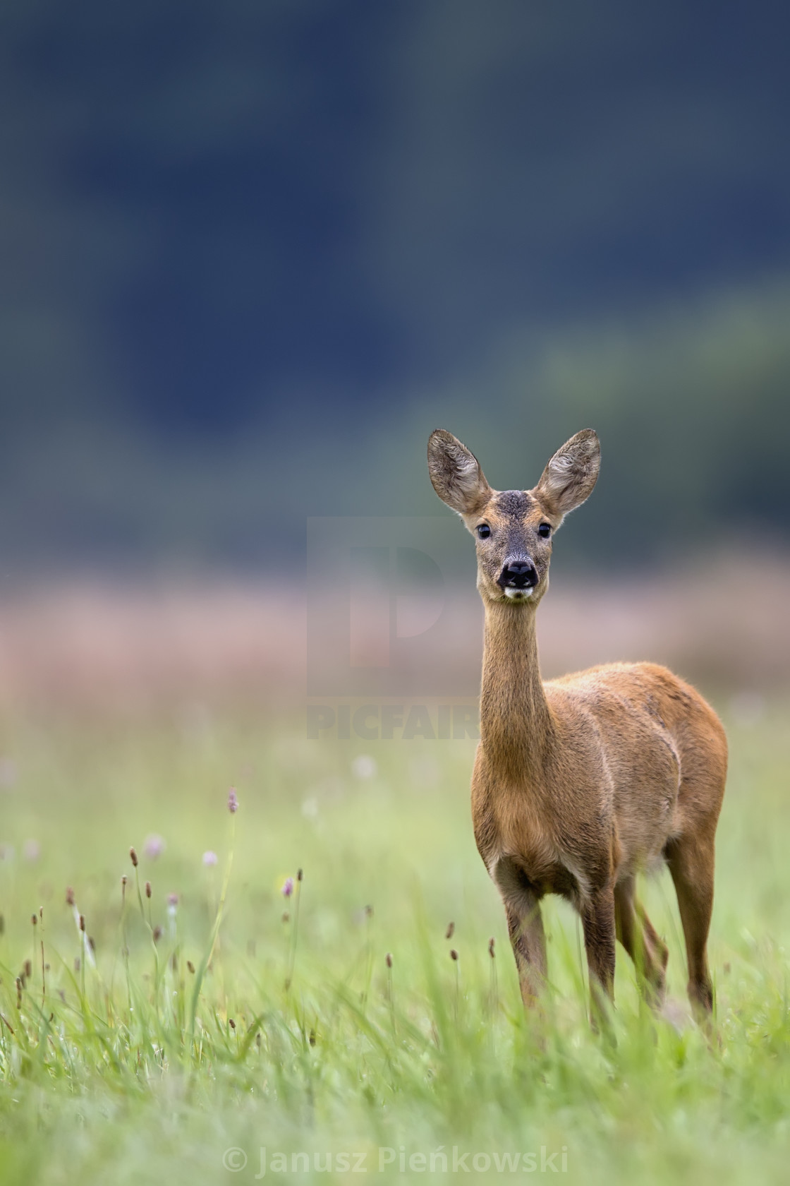 "Roe deer in a clearing in the wild" stock image