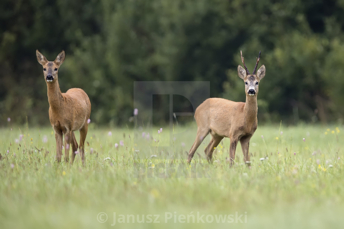 "Roe-deer with buck deer in a clearing" stock image