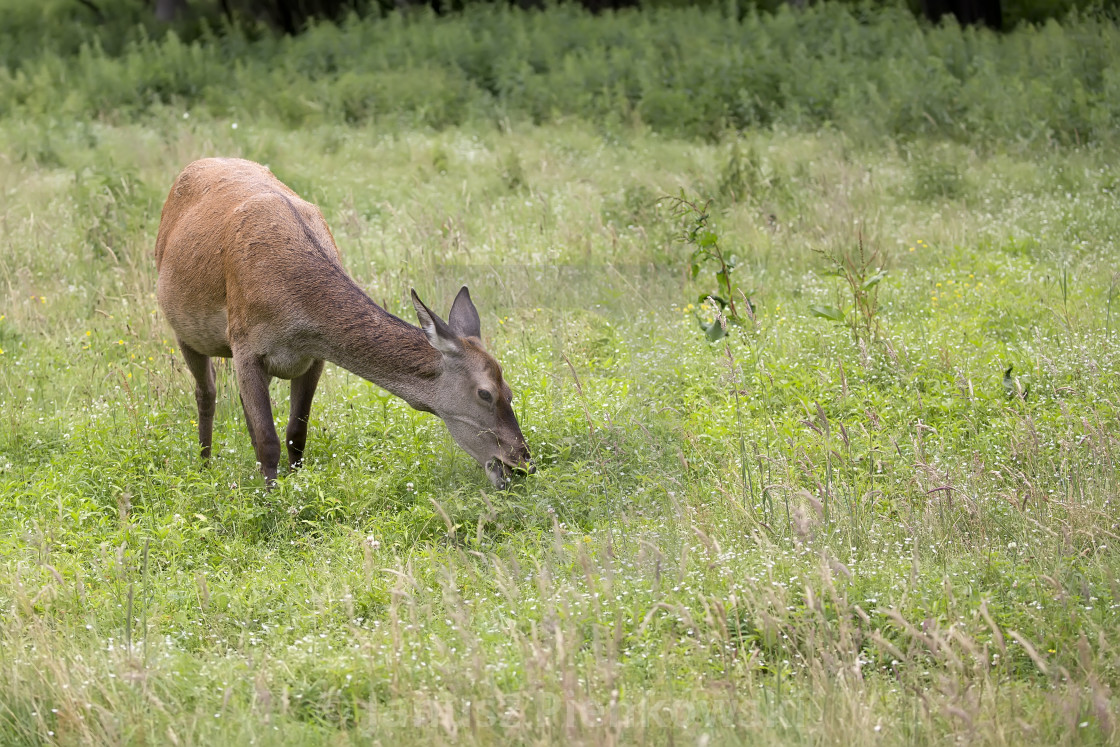 "Red deer in a clearing in the wild" stock image