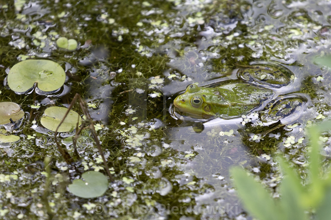 "Green frog in the wild" stock image