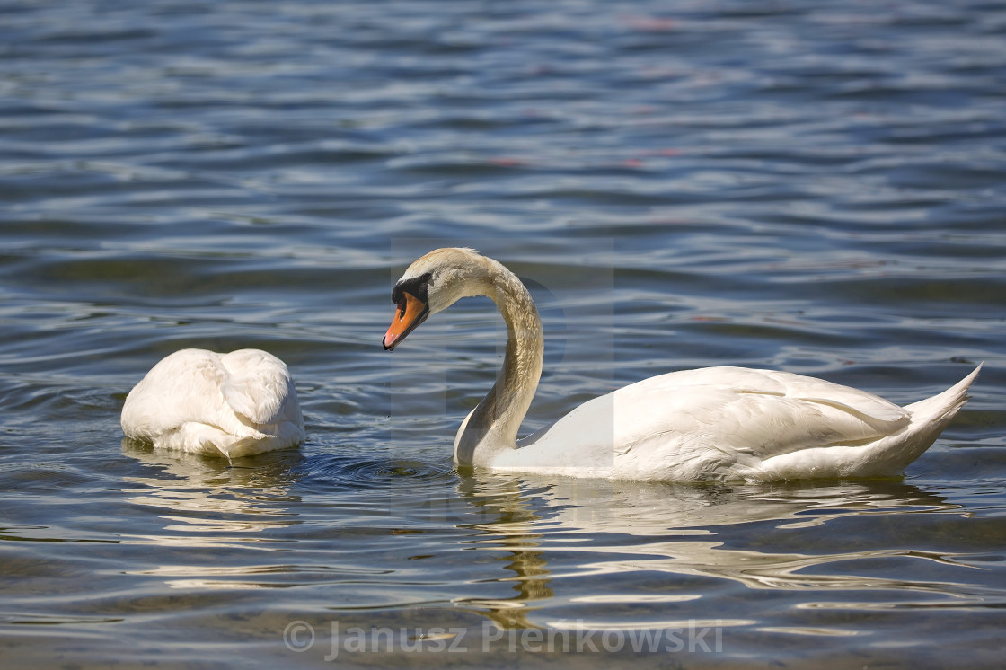 "White swan in the wild" stock image