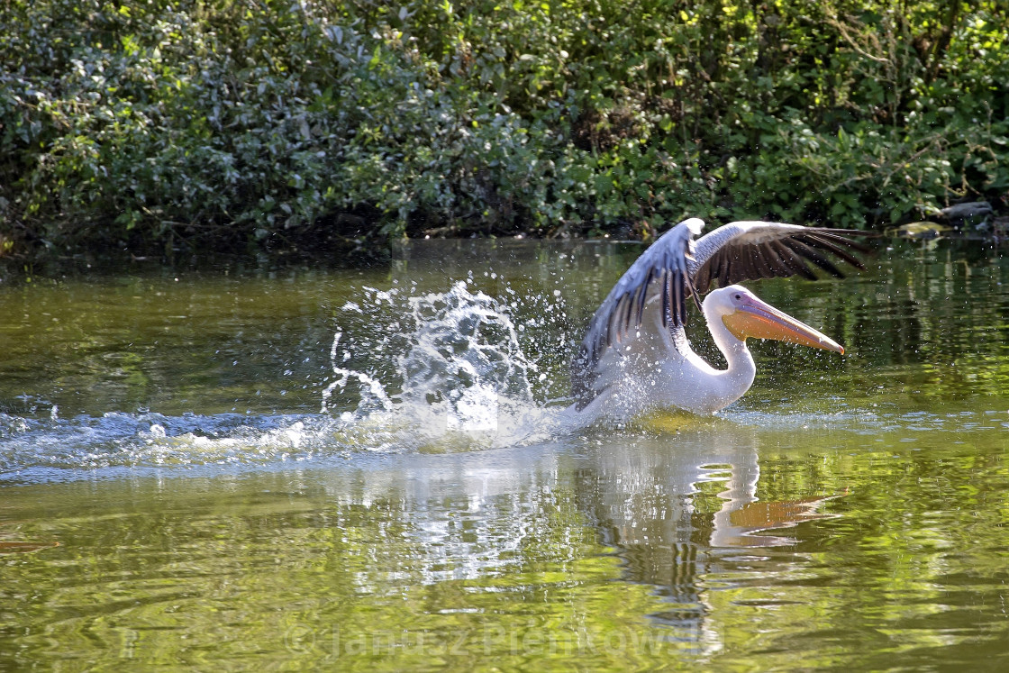 "Pelican in the water in the wild" stock image