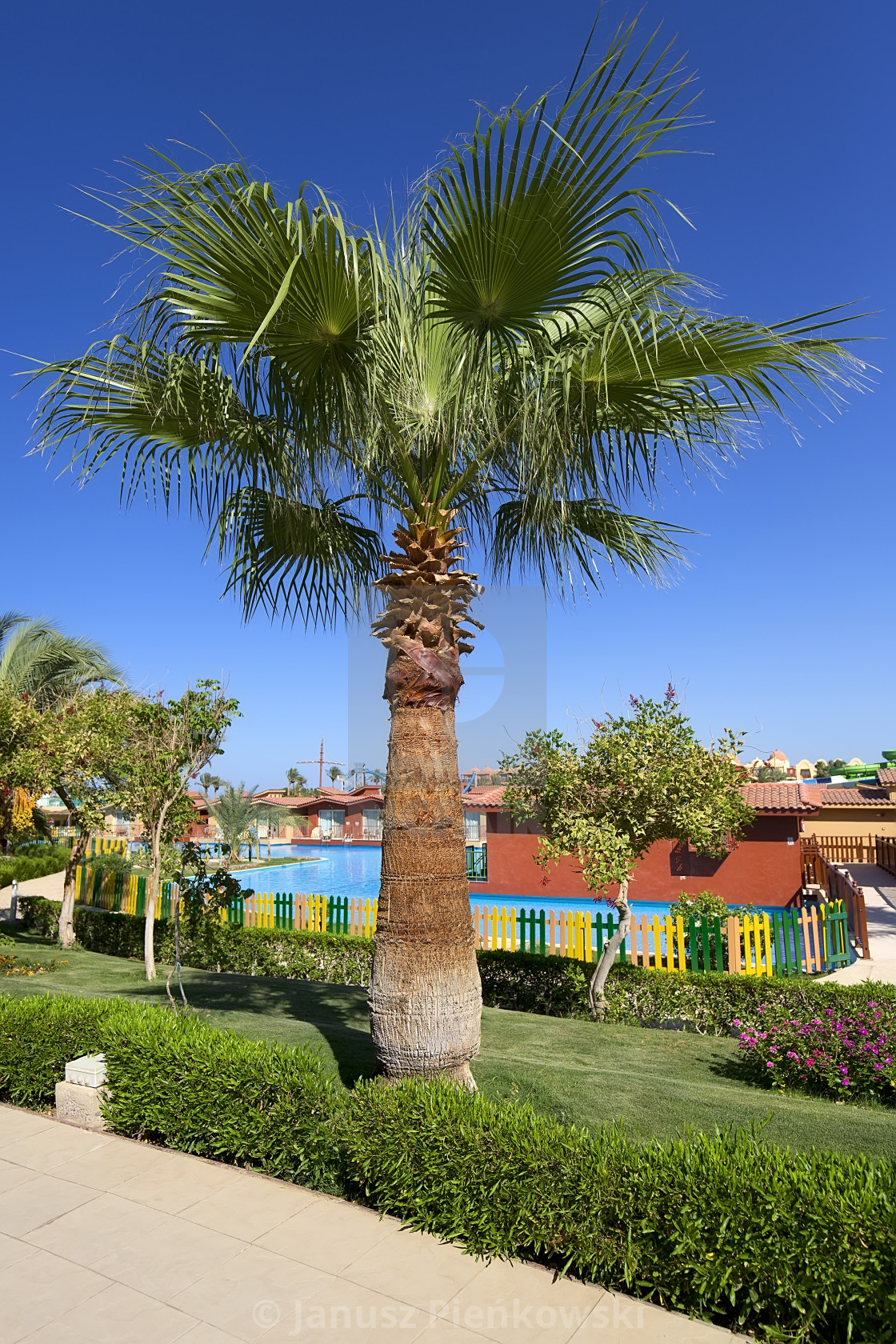 "Palm in Hurghada, Egypt" stock image