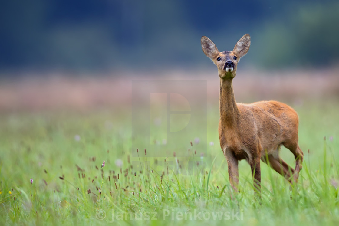 "Roe-deer in the wild" stock image