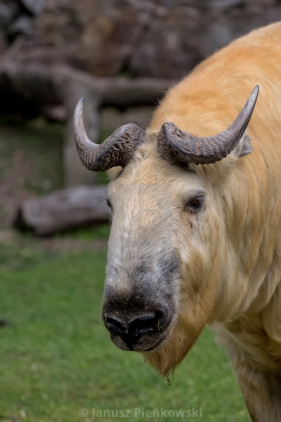 "Takin in the wild, a Budorcas taxicolor portrait" stock image