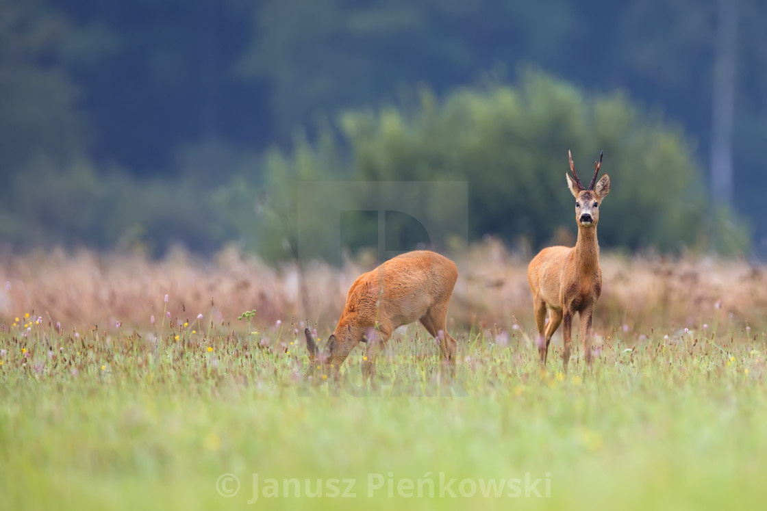 "Buck deer with roe-deer in a clearing" stock image