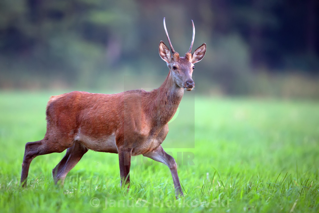 "Red deer in a clearing in the wild" stock image